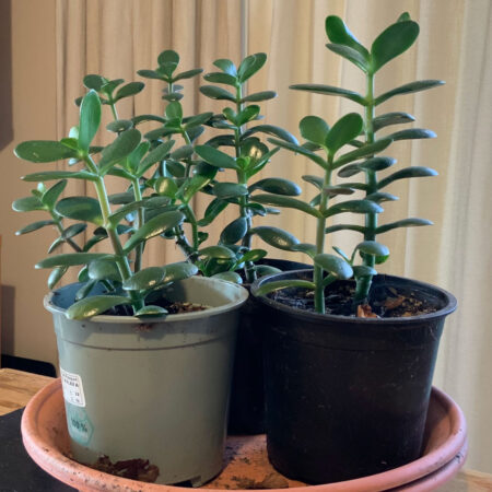 Three Money Plants